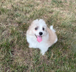 13 week old Aussiechon Puppy For Sale - Pilesgrove Pups
