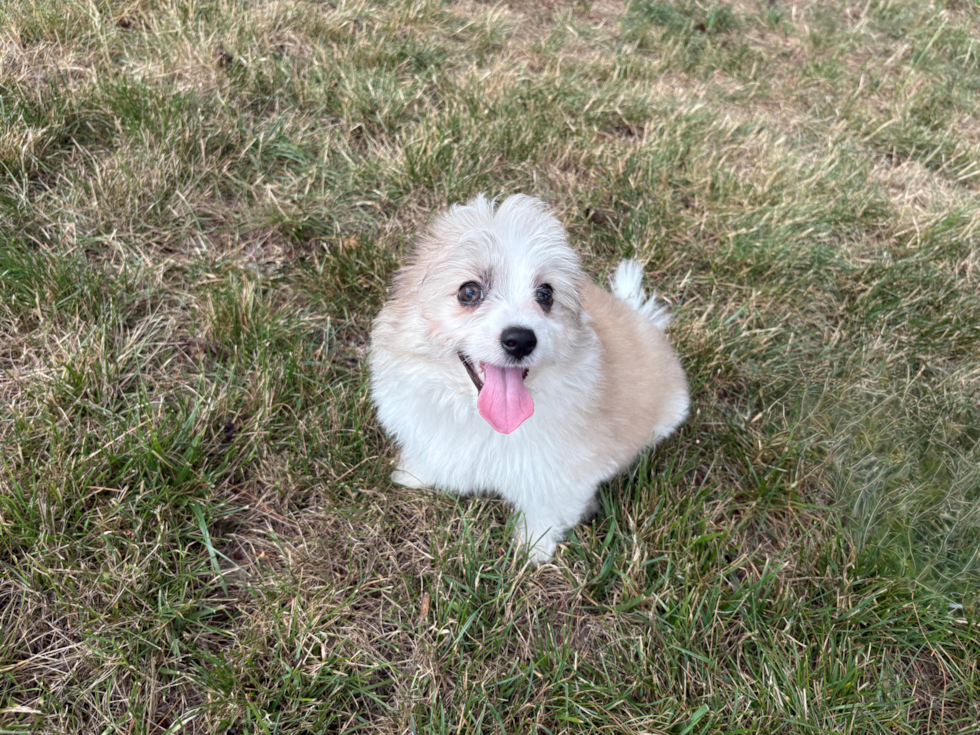 Aussiechon Pup Being Cute