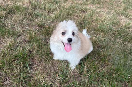 Aussiechon Pup Being Cute