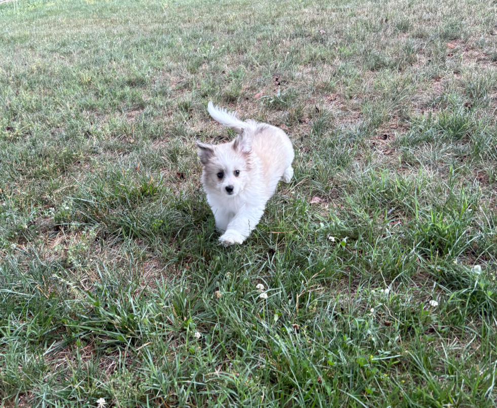 Cute Aussiechon Baby