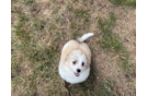 Aussiechon Pup Being Cute