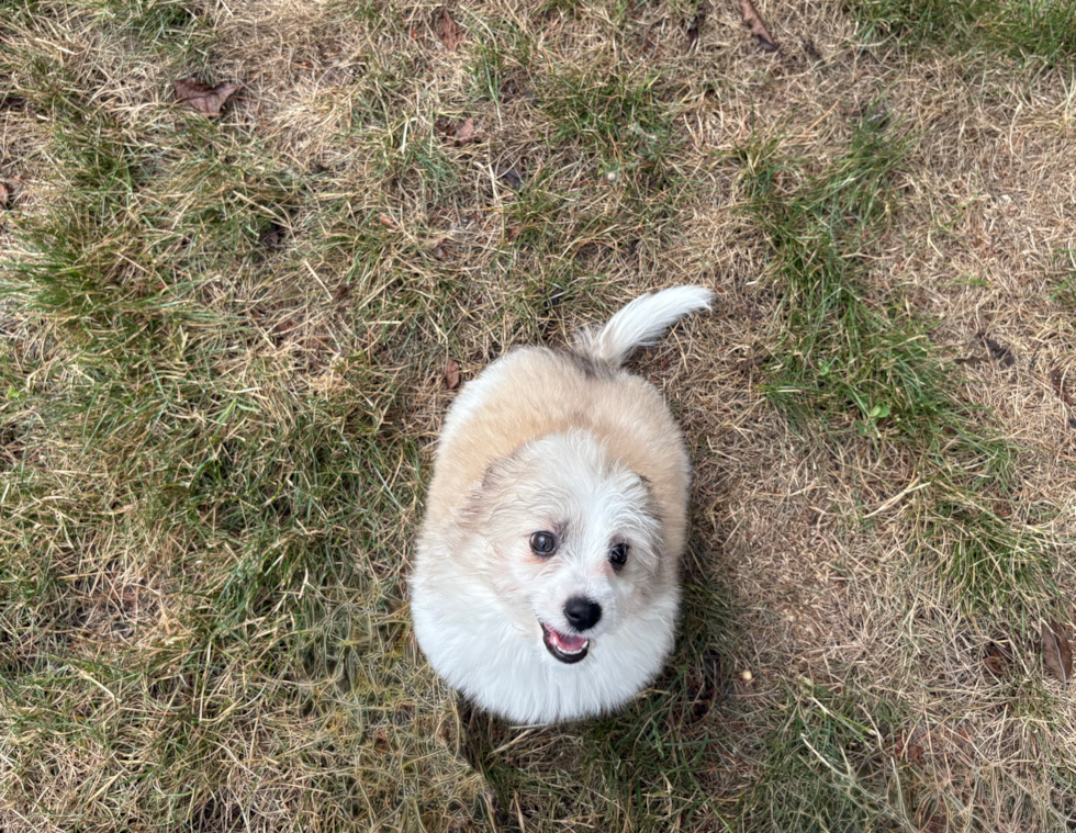 Aussiechon Pup Being Cute
