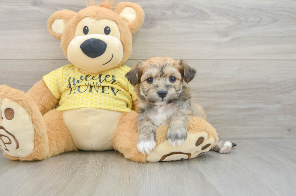 5 week old Aussiechon Puppy For Sale - Pilesgrove Pups