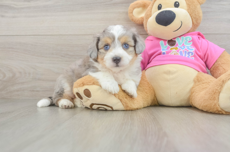 5 week old Aussiechon Puppy For Sale - Pilesgrove Pups