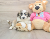 6 week old Aussiechon Puppy For Sale - Pilesgrove Pups