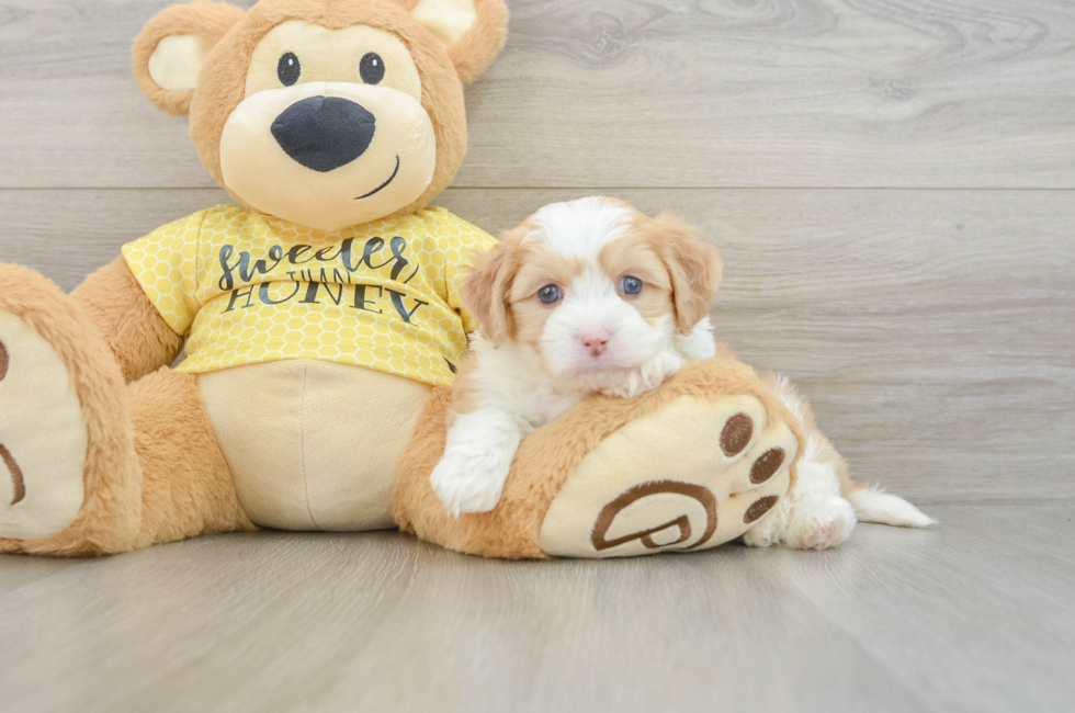5 week old Aussiechon Puppy For Sale - Pilesgrove Pups