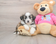 6 week old Aussiechon Puppy For Sale - Pilesgrove Pups