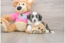 Aussiechon Puppy for Adoption