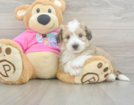 7 week old Aussiechon Puppy For Sale - Pilesgrove Pups
