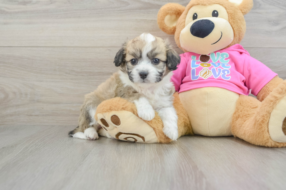 5 week old Aussiechon Puppy For Sale - Pilesgrove Pups