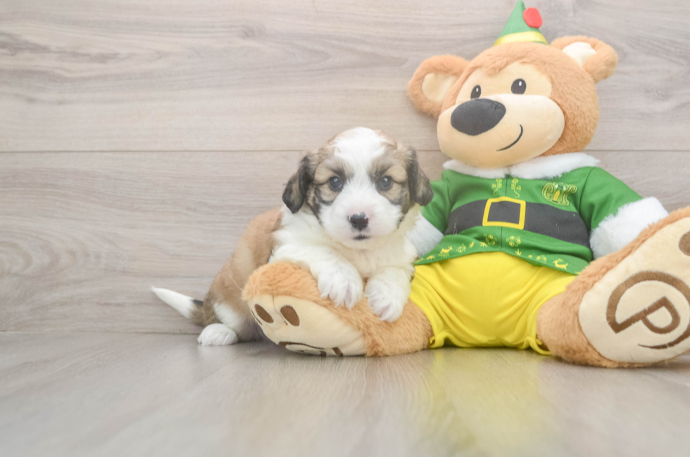 5 week old Aussiechon Puppy For Sale - Pilesgrove Pups