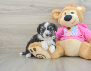 5 week old Aussiechon Puppy For Sale - Pilesgrove Pups