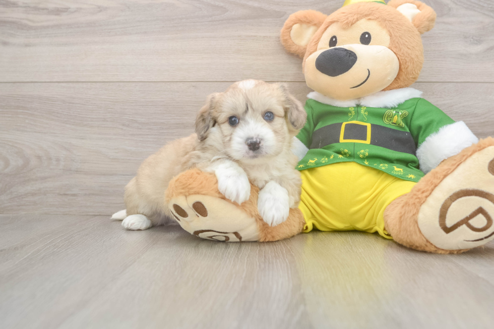 Best Aussiechon Baby