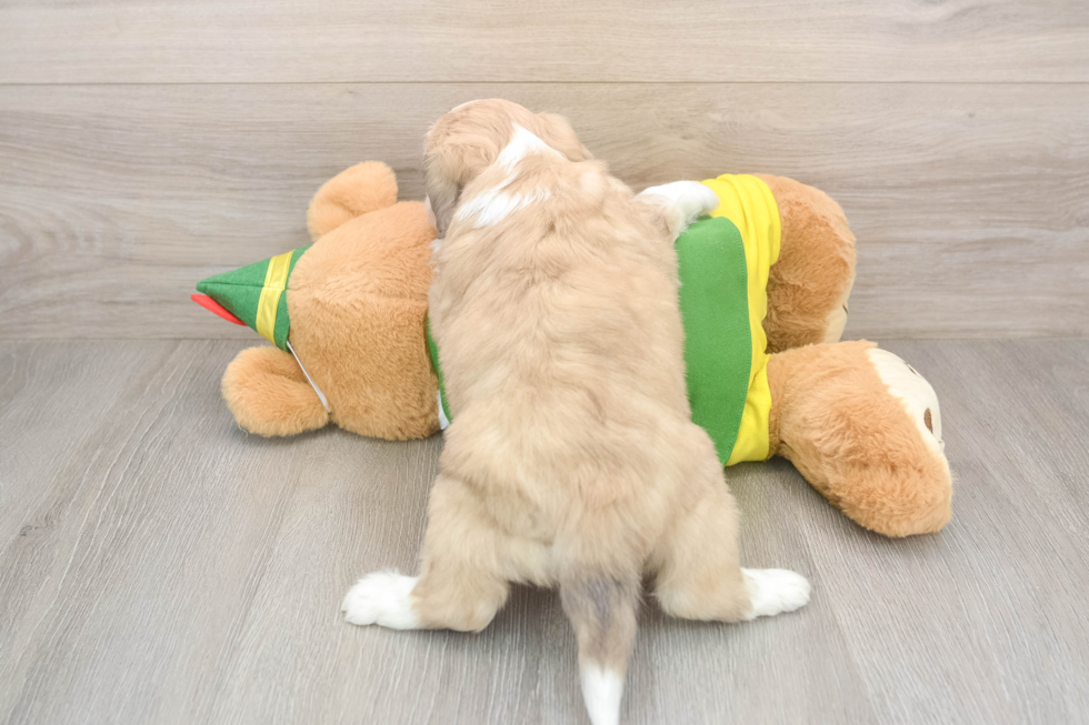 Adorable Aussie Bichon Designer Puppy