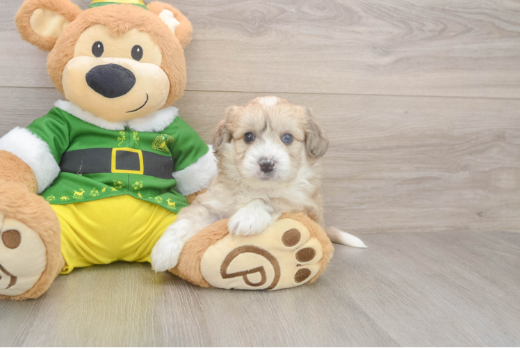 Hypoallergenic Aussie Bichon Designer Puppy