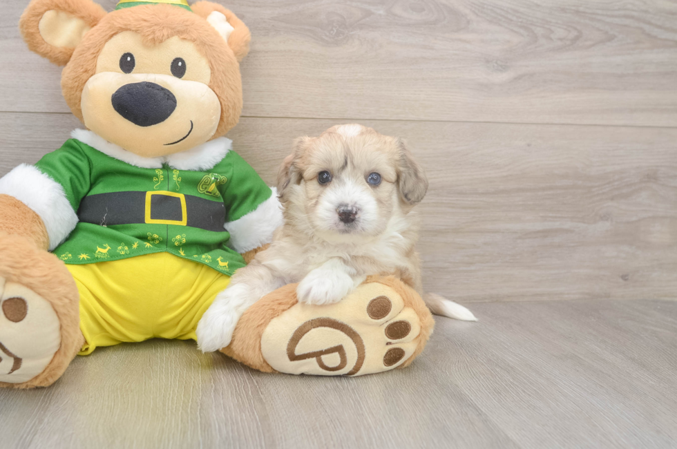 5 week old Aussiechon Puppy For Sale - Pilesgrove Pups