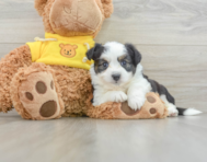 7 week old Aussiechon Puppy For Sale - Pilesgrove Pups