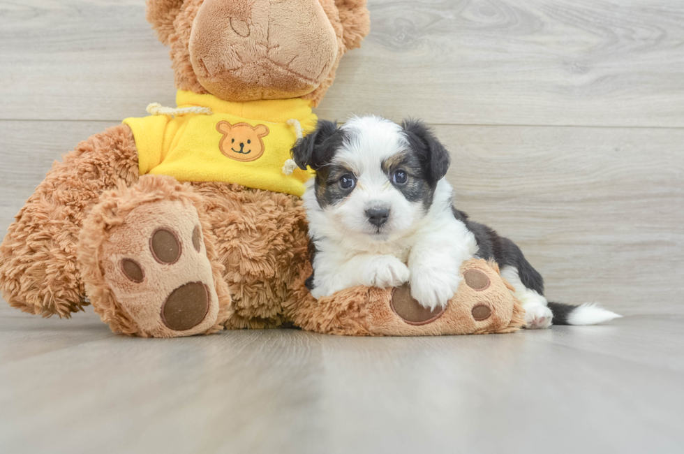 7 week old Aussiechon Puppy For Sale - Pilesgrove Pups