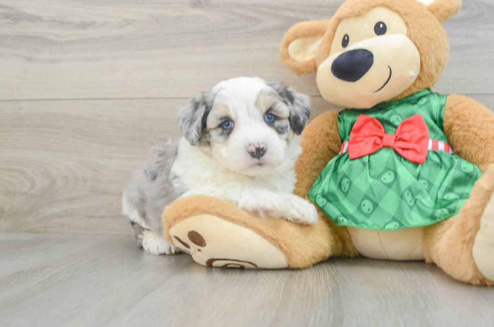 6 week old Aussiechon Puppy For Sale - Pilesgrove Pups