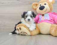 5 week old Aussiechon Puppy For Sale - Pilesgrove Pups