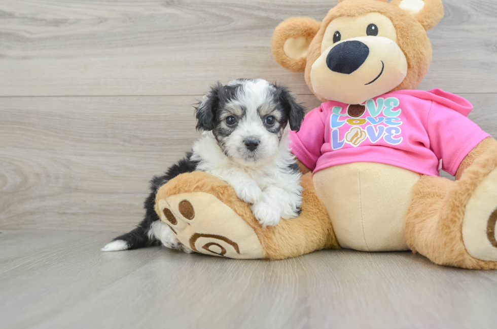 5 week old Aussiechon Puppy For Sale - Pilesgrove Pups