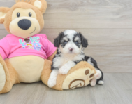 7 week old Aussiechon Puppy For Sale - Pilesgrove Pups