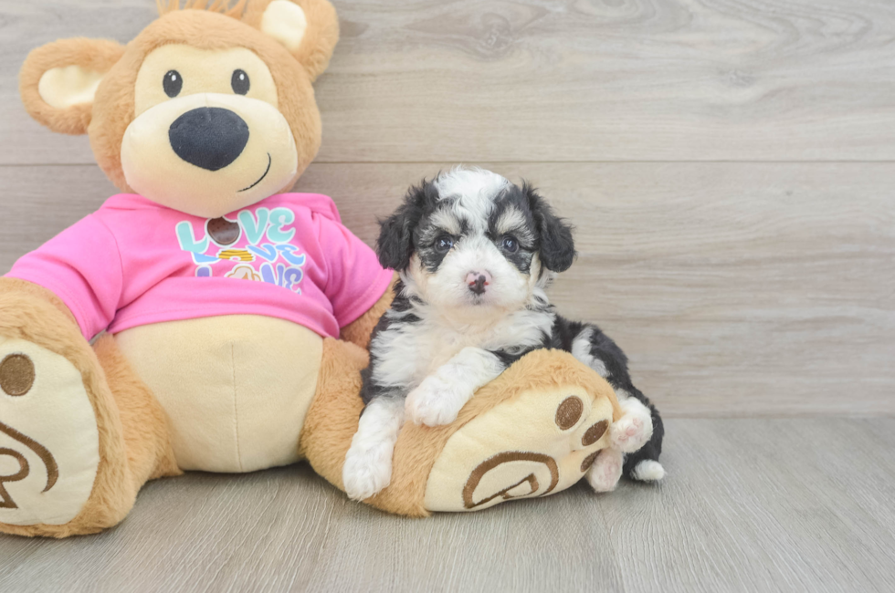 5 week old Aussiechon Puppy For Sale - Pilesgrove Pups