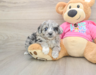 6 week old Aussiechon Puppy For Sale - Pilesgrove Pups