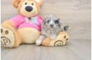 Energetic Aussie Bichon Designer Puppy