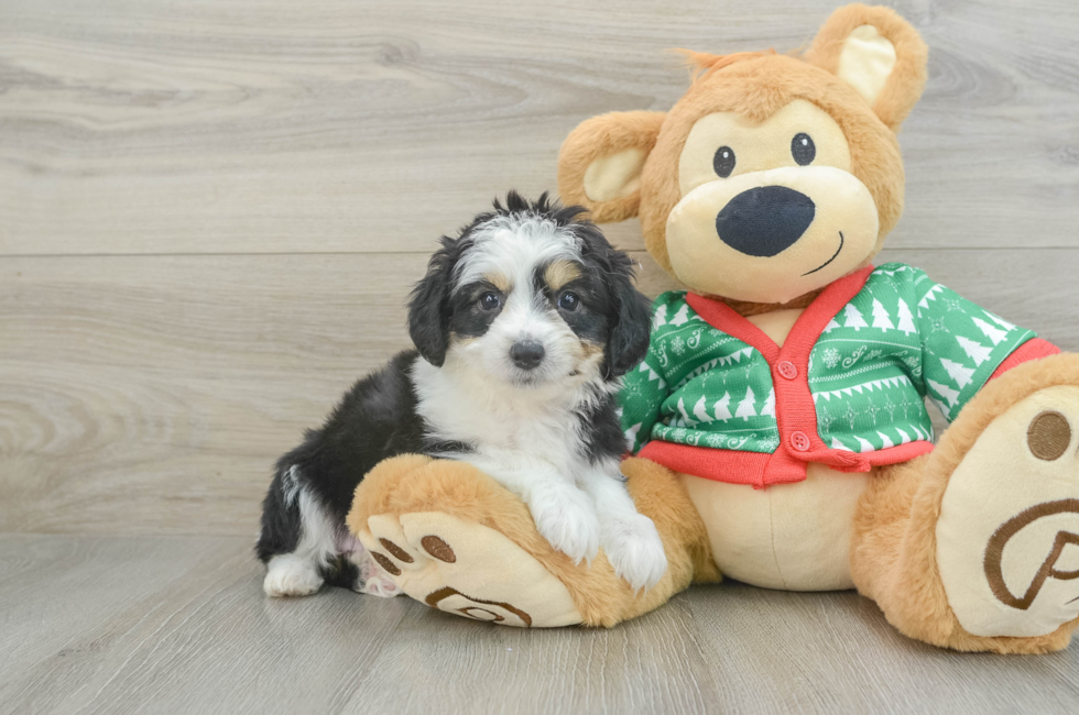 7 week old Aussiechon Puppy For Sale - Pilesgrove Pups