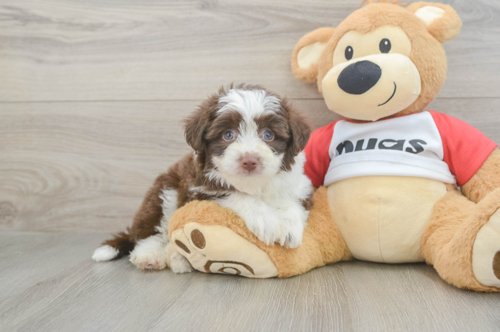 6 week old Aussiechon Puppy For Sale - Pilesgrove Pups