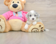 6 week old Aussiechon Puppy For Sale - Pilesgrove Pups