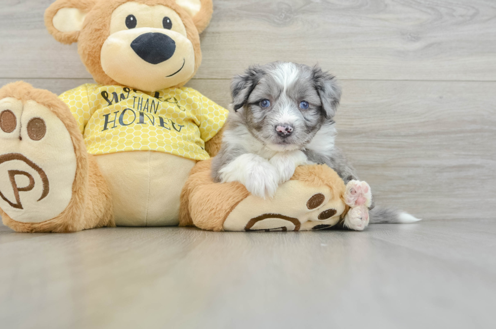 5 week old Aussiechon Puppy For Sale - Pilesgrove Pups