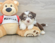 6 week old Aussiechon Puppy For Sale - Pilesgrove Pups