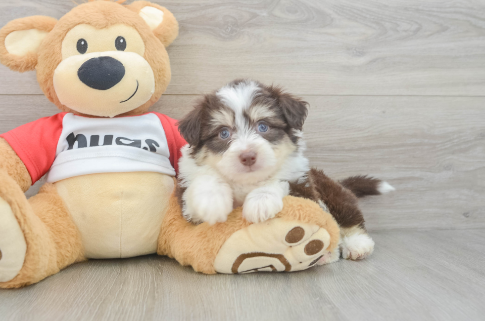 6 week old Aussiechon Puppy For Sale - Pilesgrove Pups