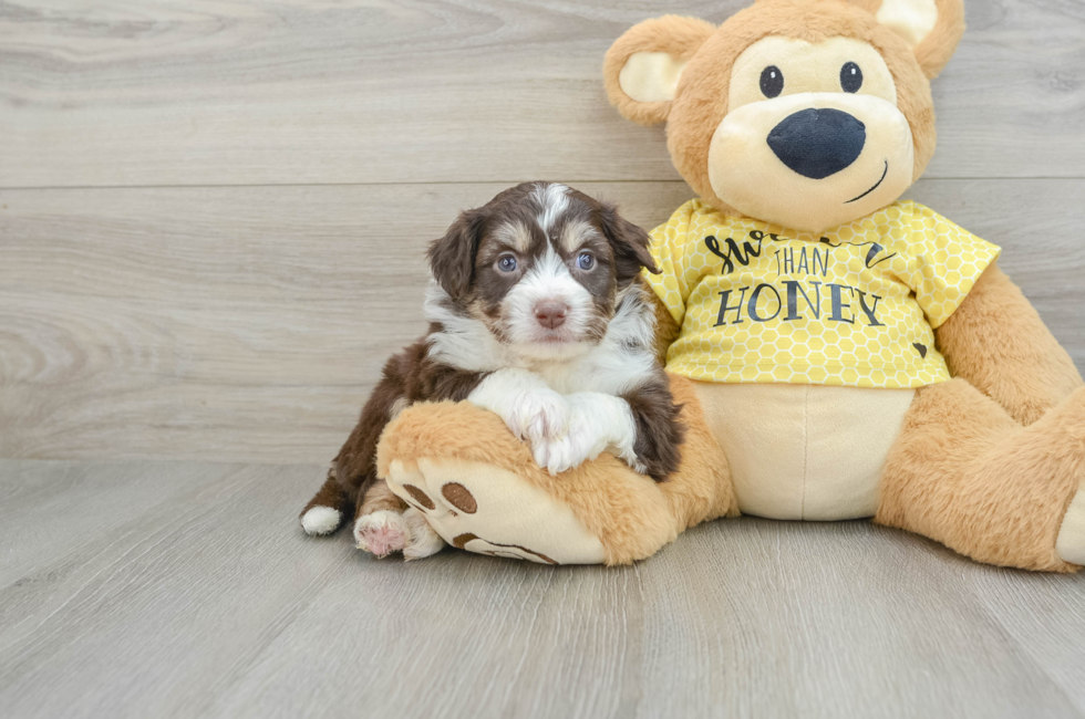 5 week old Aussiechon Puppy For Sale - Pilesgrove Pups