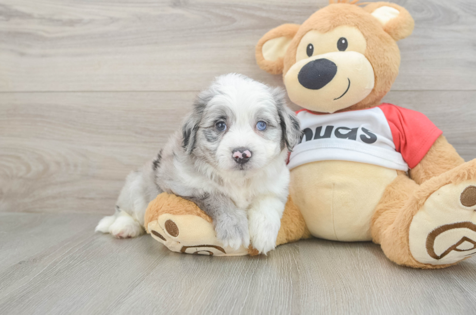 6 week old Aussiechon Puppy For Sale - Pilesgrove Pups