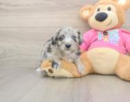 6 week old Aussiechon Puppy For Sale - Pilesgrove Pups