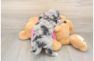 Energetic Aussie Bichon Designer Puppy