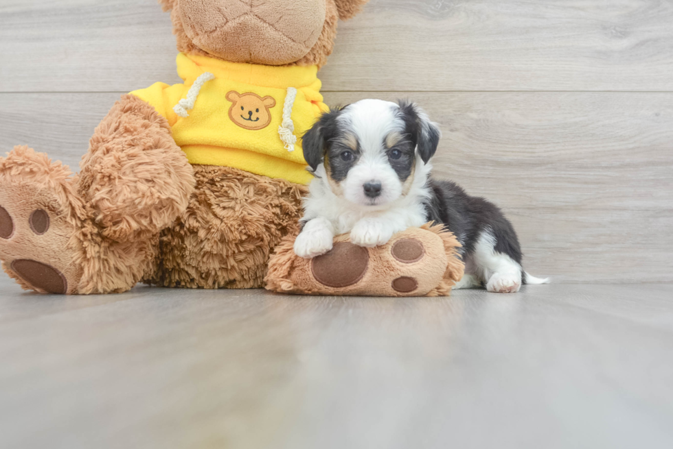 Fluffy Aussiechon Designer Pup