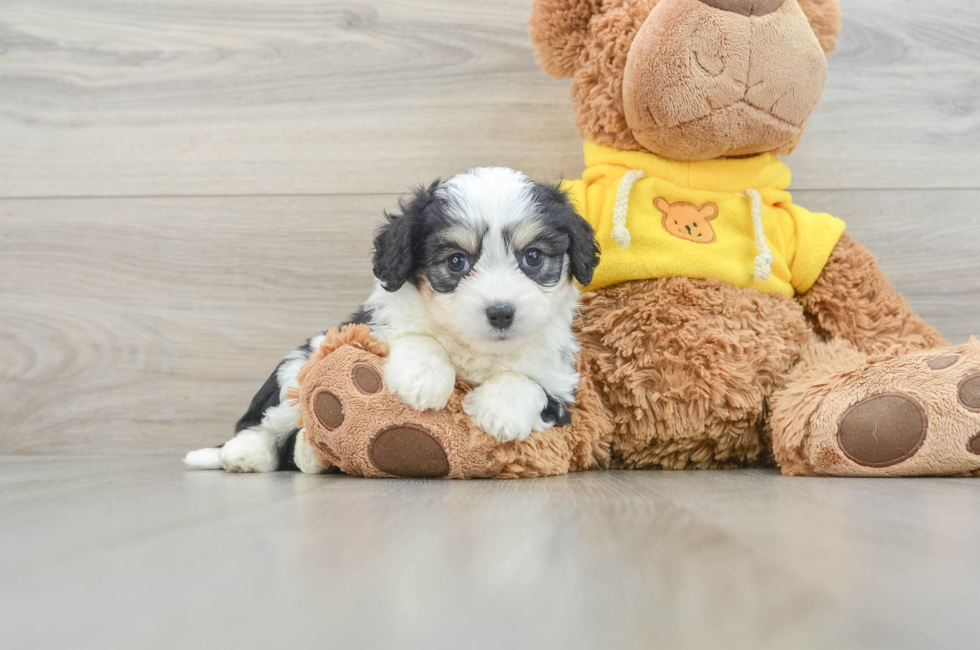 6 week old Aussiechon Puppy For Sale - Pilesgrove Pups