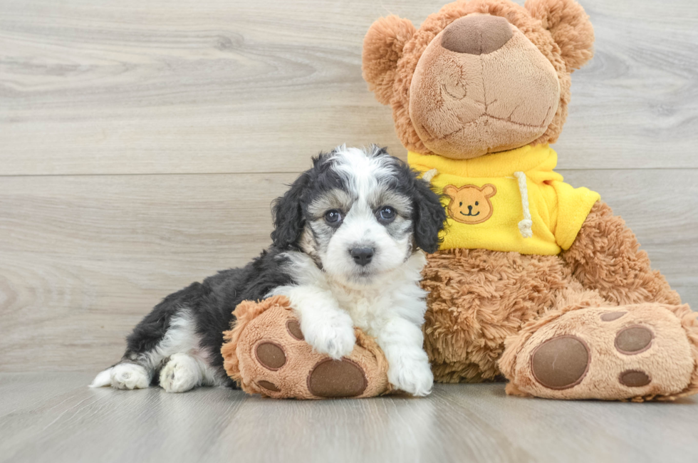 6 week old Aussiechon Puppy For Sale - Pilesgrove Pups