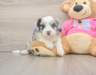 7 week old Aussiechon Puppy For Sale - Pilesgrove Pups