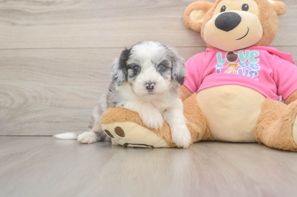 6 week old Aussiechon Puppy For Sale - Pilesgrove Pups