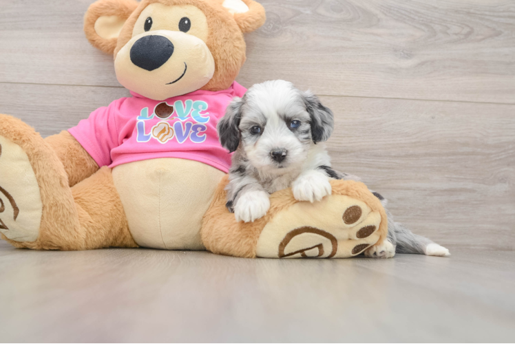 Funny Aussiechon Designer Pup