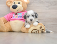 7 week old Aussiechon Puppy For Sale - Pilesgrove Pups
