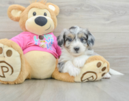 6 week old Aussiechon Puppy For Sale - Pilesgrove Pups