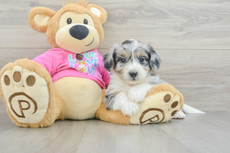 Aussiechon Pup Being Cute