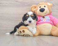 7 week old Aussiechon Puppy For Sale - Pilesgrove Pups