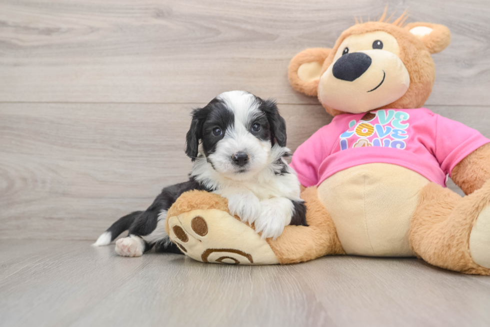 Aussiechon Puppy for Adoption